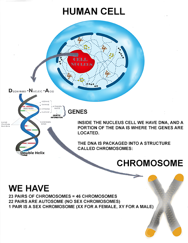 DNA-CHROMOSOME VER 4 - Enzo Art